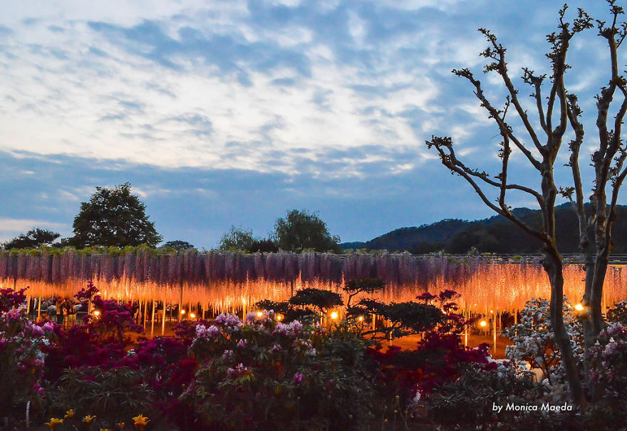 Tochigi-wisteria-festival-japan