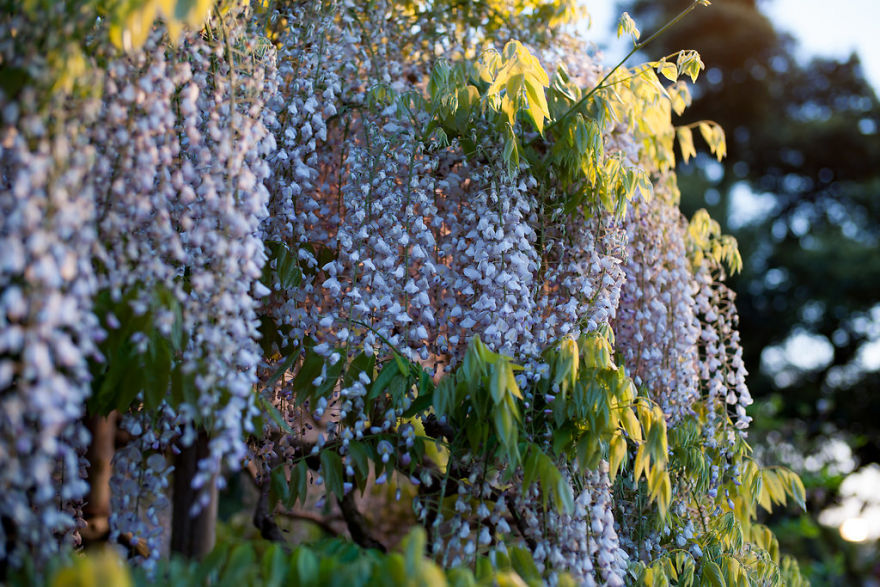 Tochigi-wisteria-festival-japan