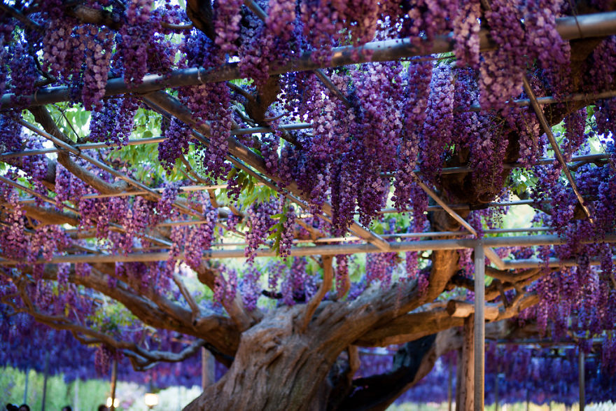 Tochigi-wisteria-festival-japan