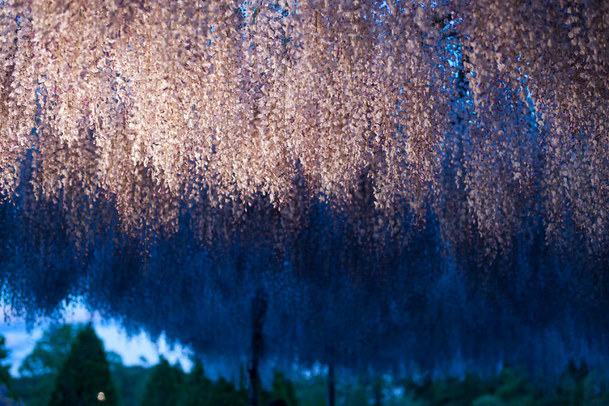 Tochigi-wisteria-festival-japan