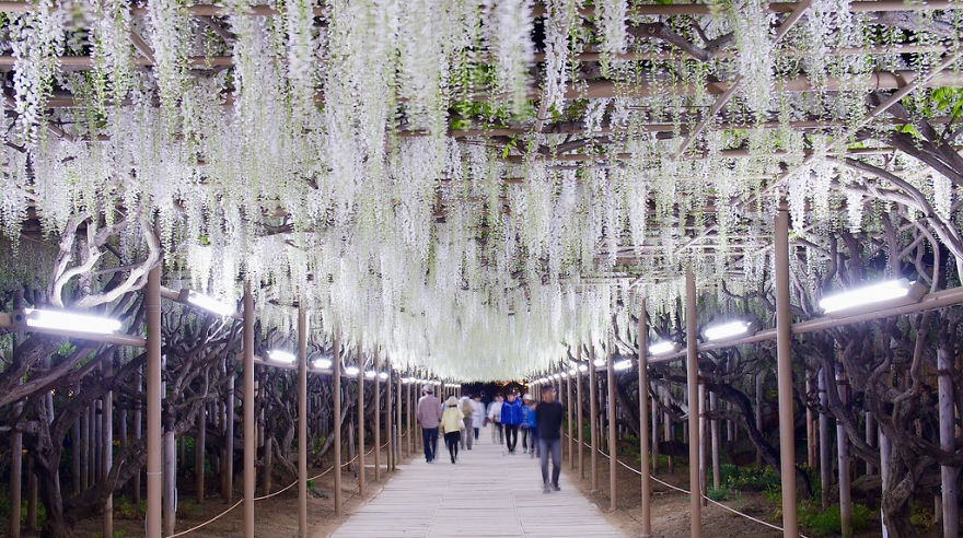 Tochigi-wisteria-festival-japan