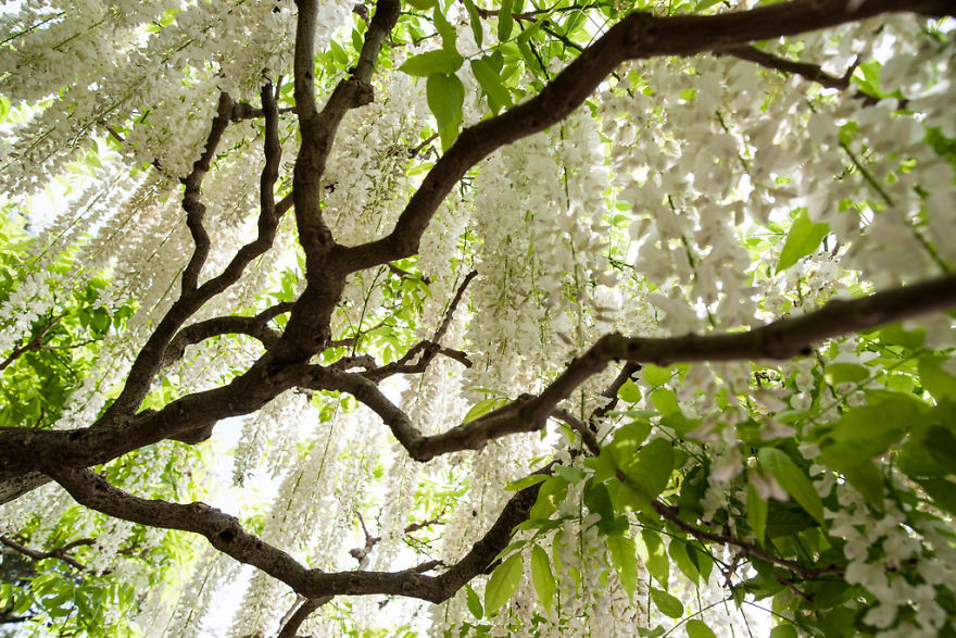 Tochigi-wisteria-festival-japan