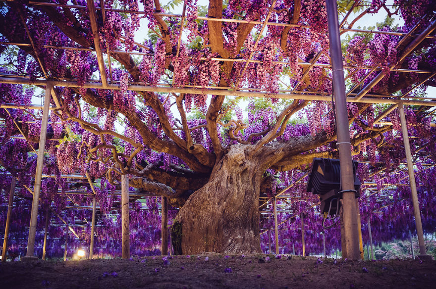 Tochigi-wisteria-festival-japan