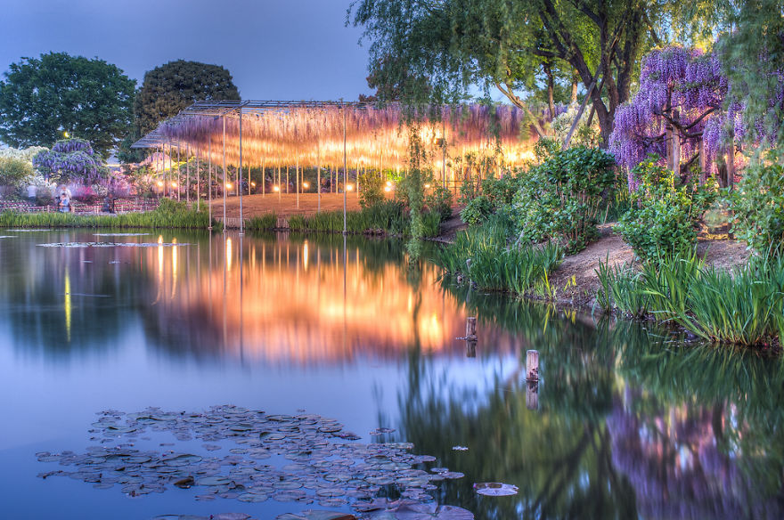 Tochigi-wisteria-festival-japan