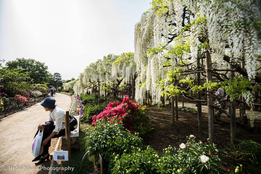 Tochigi-wisteria-festival-japan