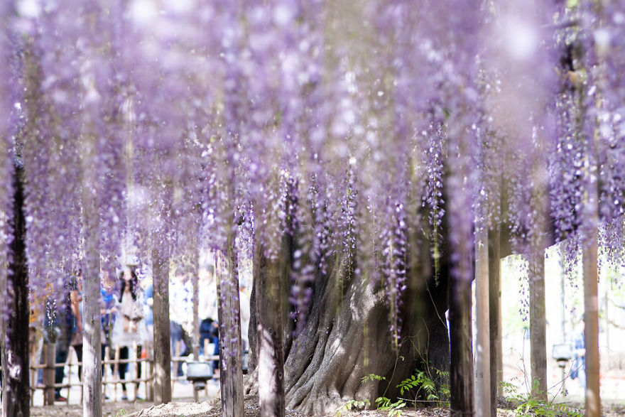 Tochigi-wisteria-festival-japan