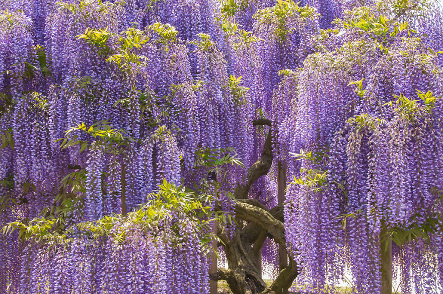 Tochigi-wisteria-festival-japan