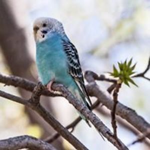 germanmini_dictionary avatar