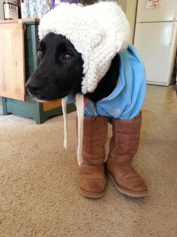 I Can't Leave My Girlfriend Alone With My Dog