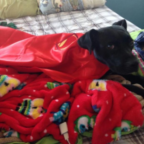 This Is What Happens When I Leave My Wife Alone With Our Dog