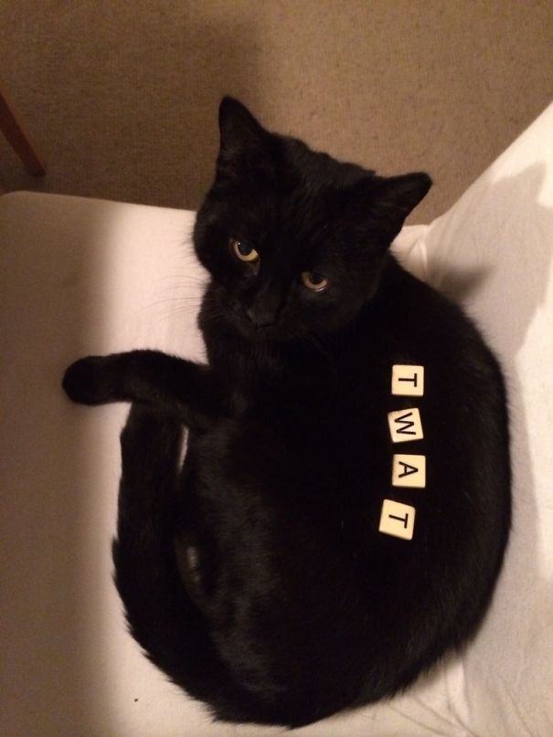 I Left My Girlfriend Alone With My Cat Thomas And A Scrabble Set. They Don't Get Along