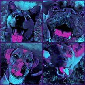 cookiebeastie avatar