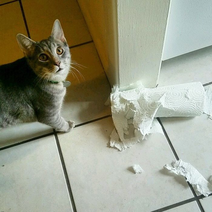 Cat Destroys Paper Towels Daily