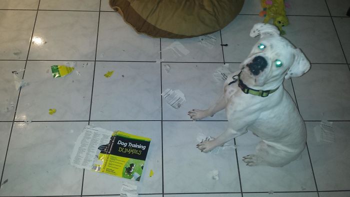 This Pretty Much Sums Him Up