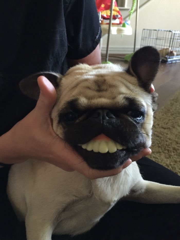 A pug with false teeth held in its mouth, creating a funny expression, adds humor to hilarious wives content.