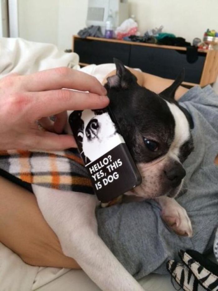 A dog with a funny phone case text, adding humor to everyday life.