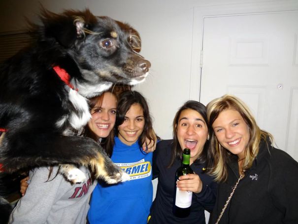 Funny Dog Photobombs
