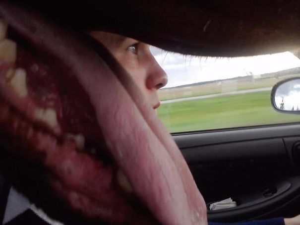 Funny Dog Photobombs