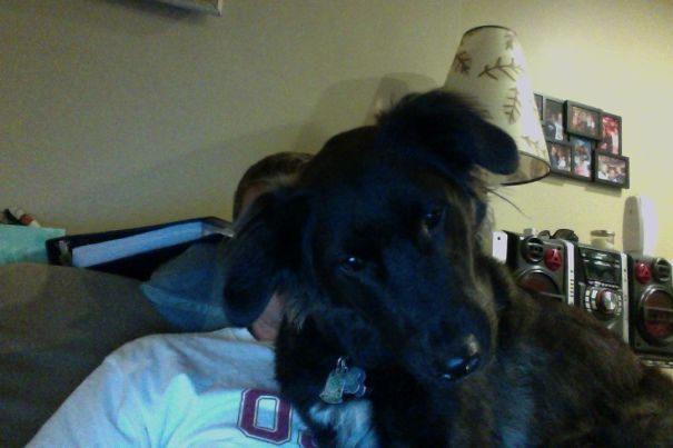 Funny Dog Photobombs