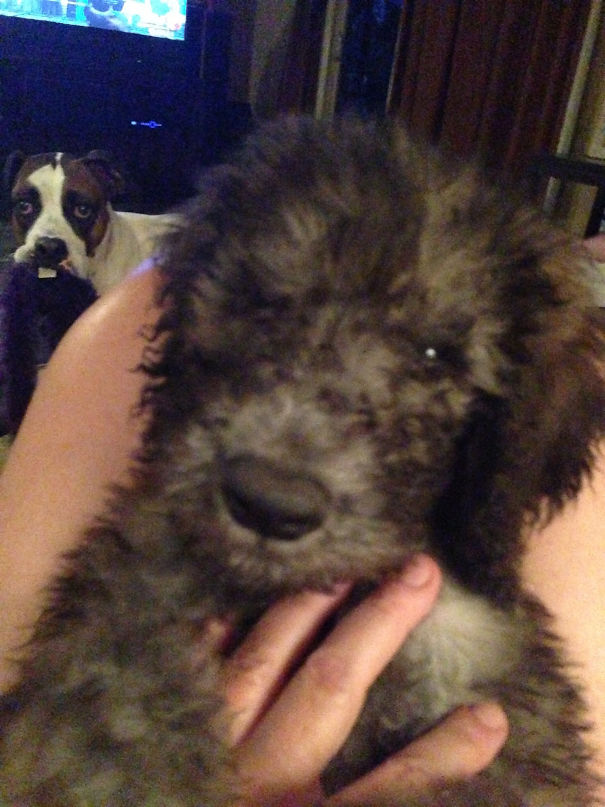 Funny Dog Photobombs