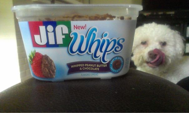 Funny Dog Photobombs