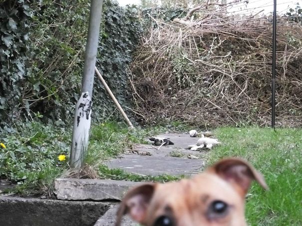 Funny Dog Photobombs