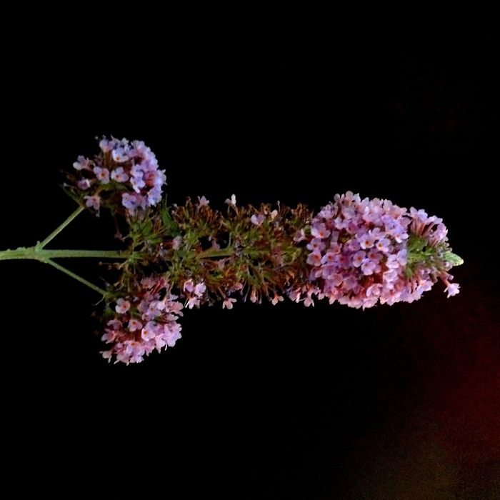 Pink flowers arranged humorously on a black background.