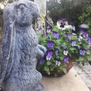 nessadragoness avatar