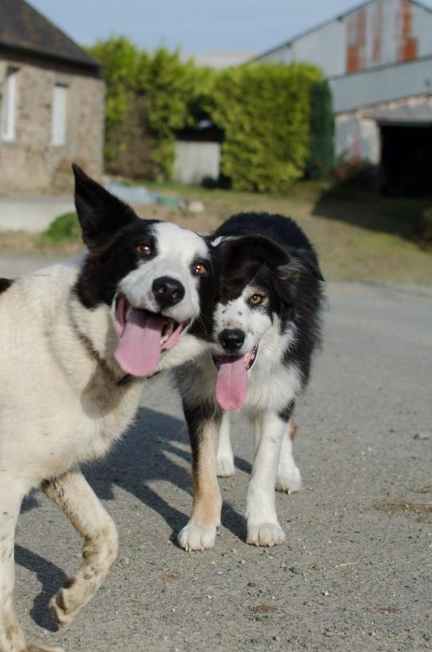 Funny Dog Photobombs