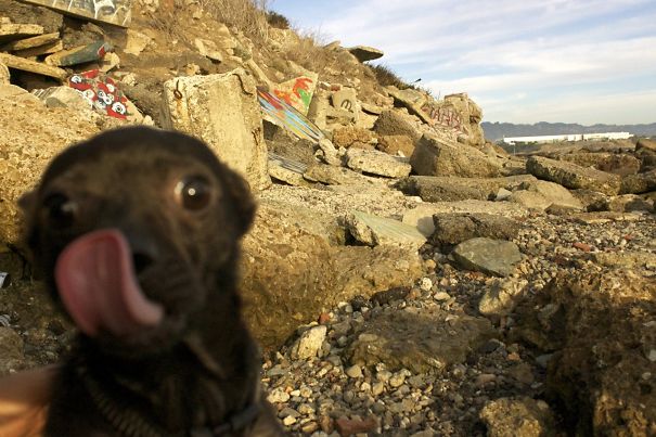 Funny Dog Photobombs