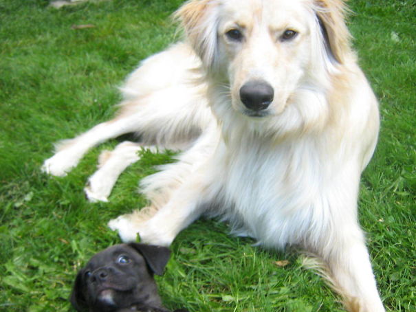 Funny Dog Photobombs