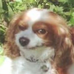 cliffordthebigreddog15 avatar