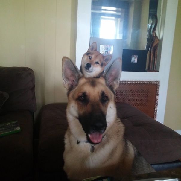 Funny Dog Photobombs