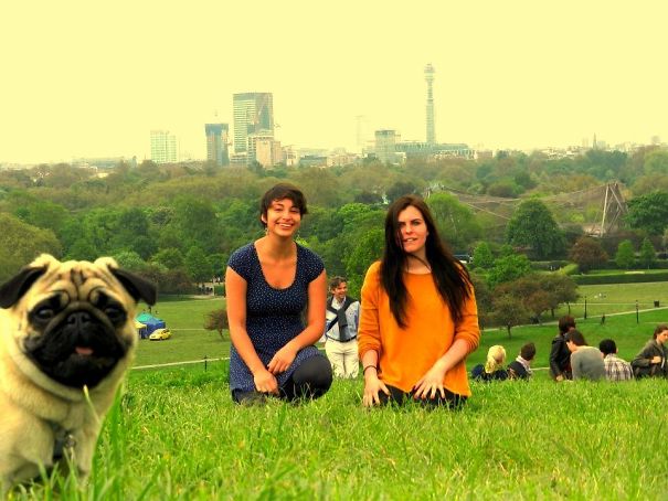 Funny Dog Photobombs