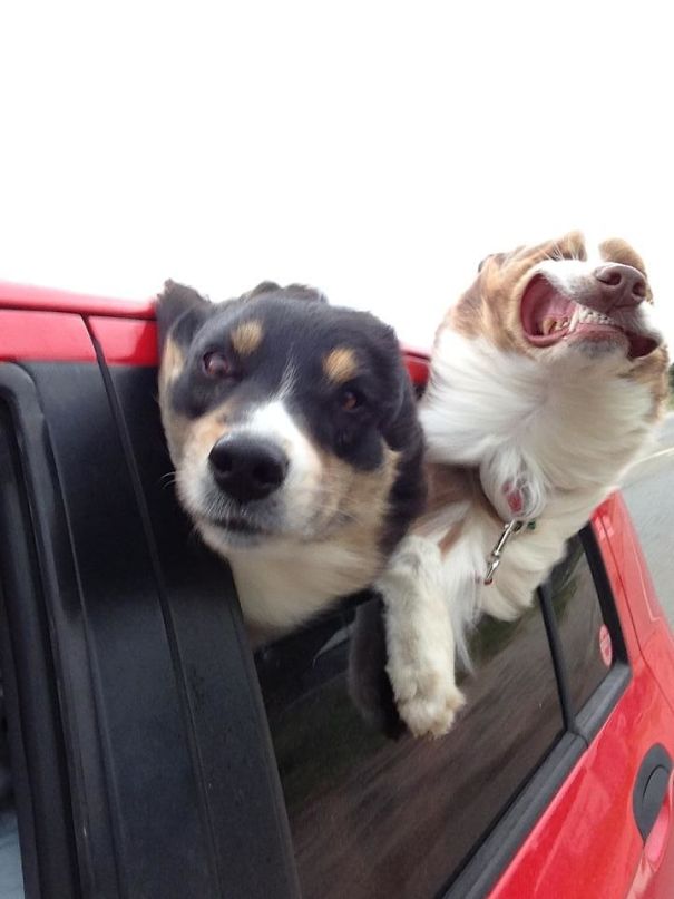 Funny Dog Photobombs