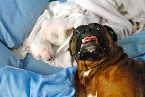 Funny Dog Photobombs