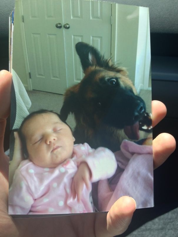Funny Dog Photobombs