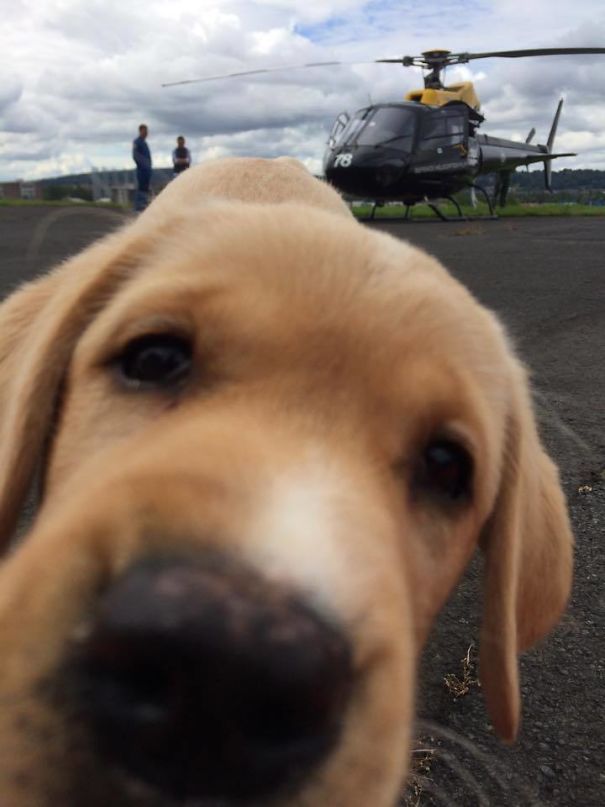 Funny Dog Photobombs