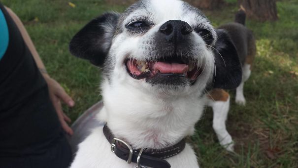 Funny Dog Photobombs