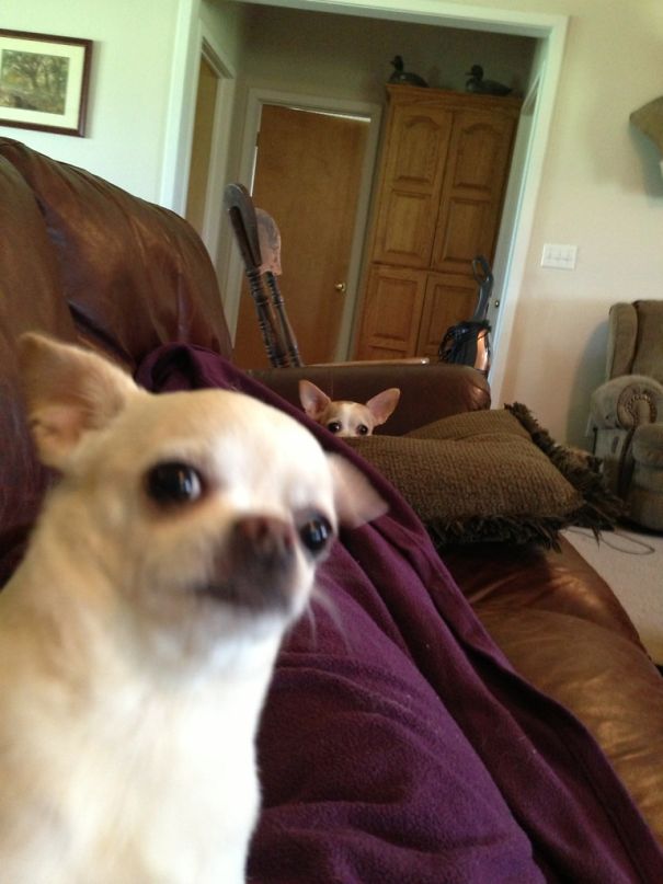 Funny Dog Photobombs