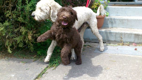 Funny Dog Photobombs