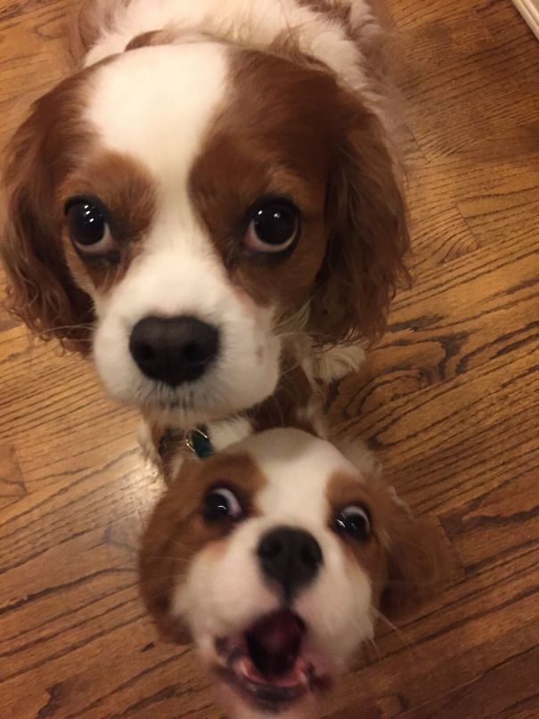 Funny Dog Photobombs