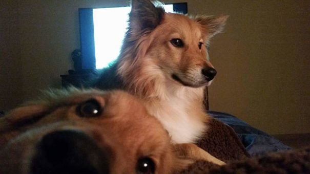 Funny Dog Photobombs
