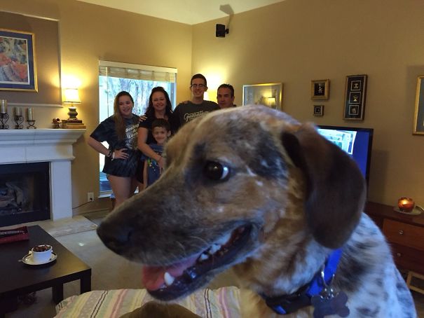 Funny Dog Photobombs