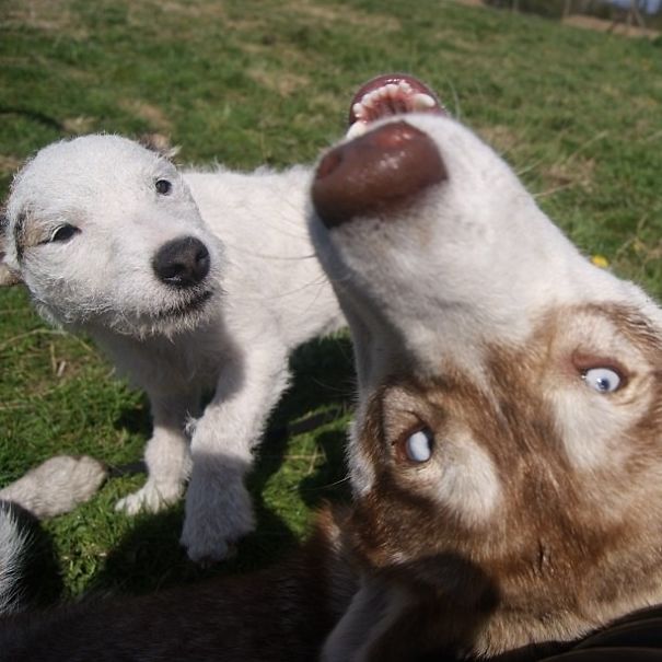 Funny Dog Photobombs