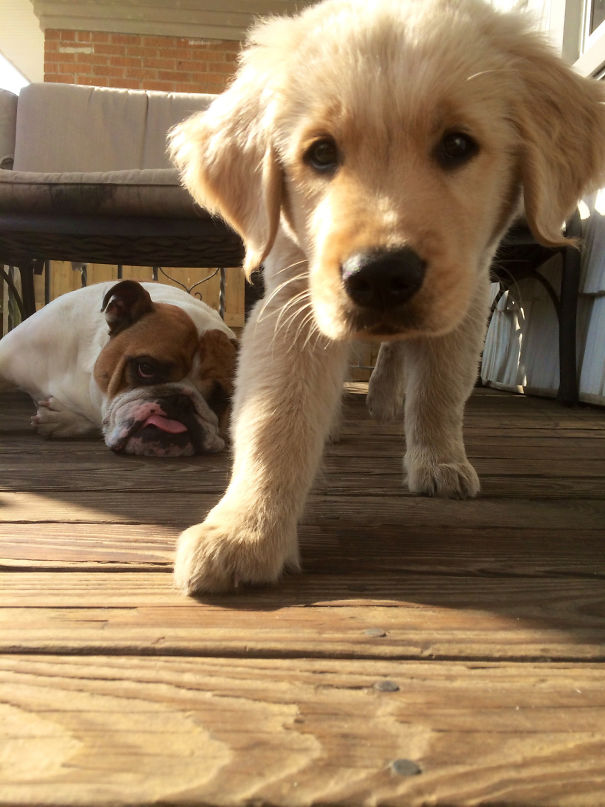 Funny Dog Photobombs