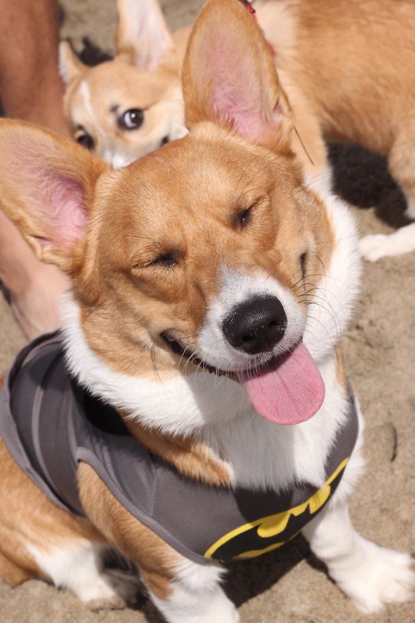 Funny Dog Photobombs