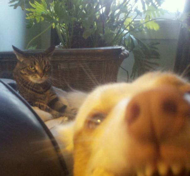 Funny Dog Photobombs
