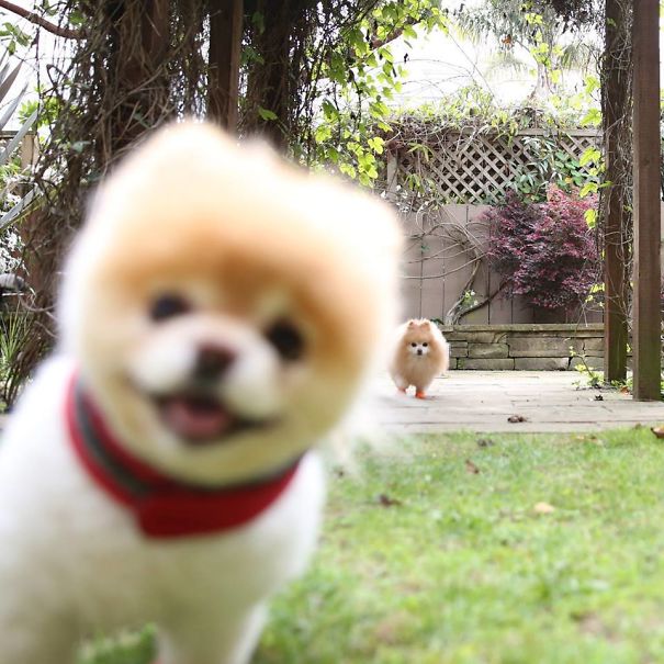 Funny Dog Photobombs