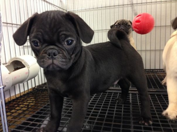 Funny Dog Photobombs